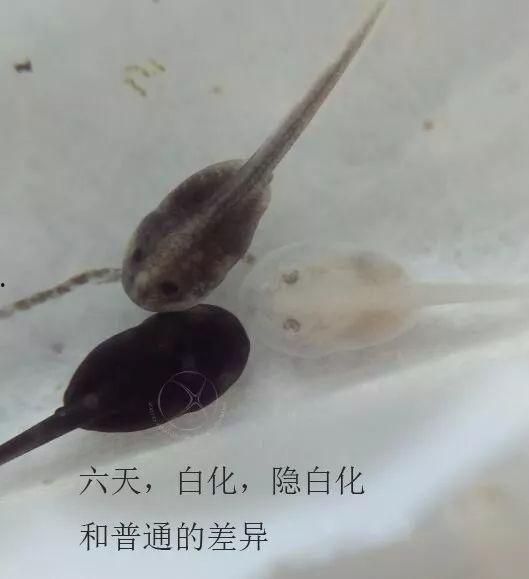 蝌蚪网国产,蝌蚪网引领绿色科技新潮流