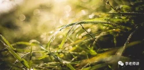 青青国产草视频,青涩情感演绎